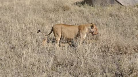 LION CUBS enjoy their first outdoor adventure and make a lot of noise!