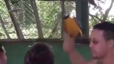 dancing parrot in rave Brasil