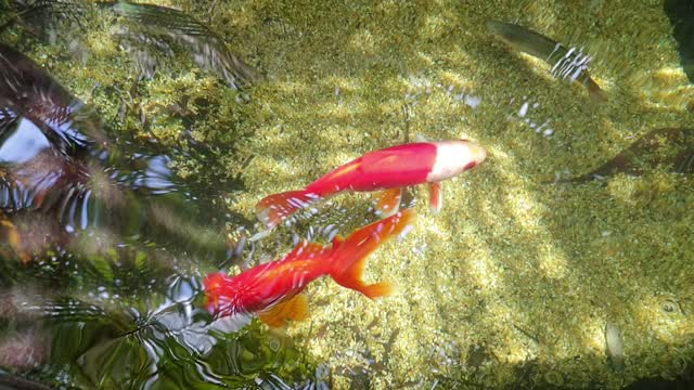 Goldfish Reflections