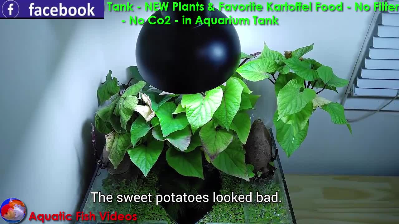 Sweet Potato Betta Tank - NEW Plants & Favorite Kartoffel Food - No Filter - No Co2