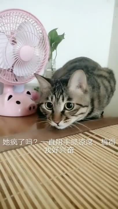 Cute cats | Cute cat videos | cat videos | funny cat