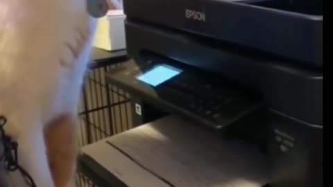 Cat's reaction to the printer's sound Funny moments 😂🐱