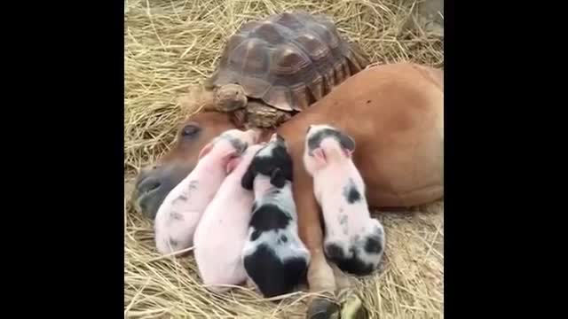 Cute adorable animals