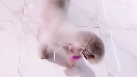 Little pink tails