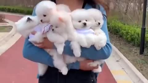 Very Cute ❤ and funny puppies video 2021