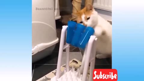 funny pets | funny animals different behaviors