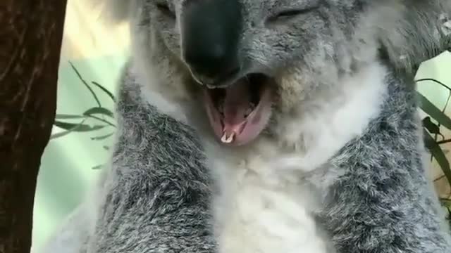 KOALA - A Supper Cute And Funny Koala Video