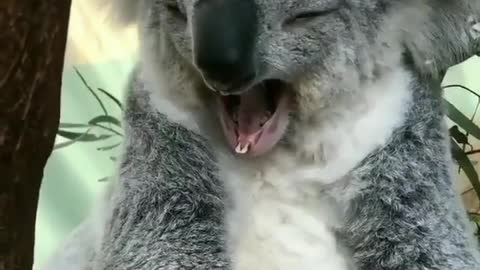 KOALA - A Supper Cute And Funny Koala Video