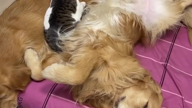 OMG ❤️ So Cute Cat and Dogs Funny Videos #2