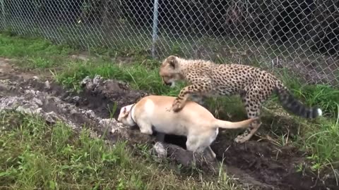 Dog and cheetah -as friends