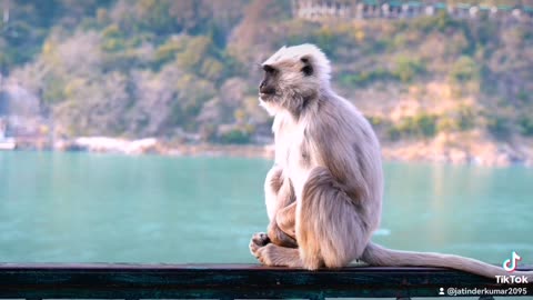 Funny Cat
