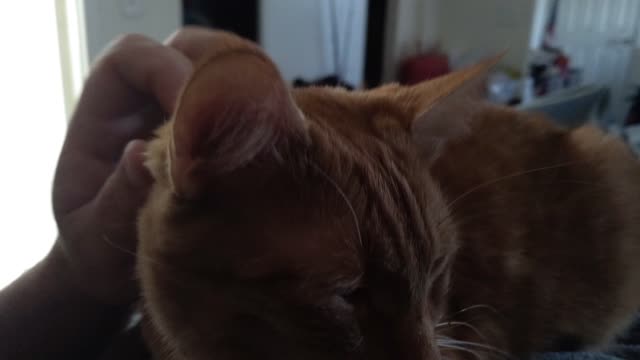 Kitty love on a lazy Sunday afternoon