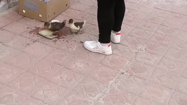 Cute duck videos 2021 Cute and funny animals videos 2021 clip