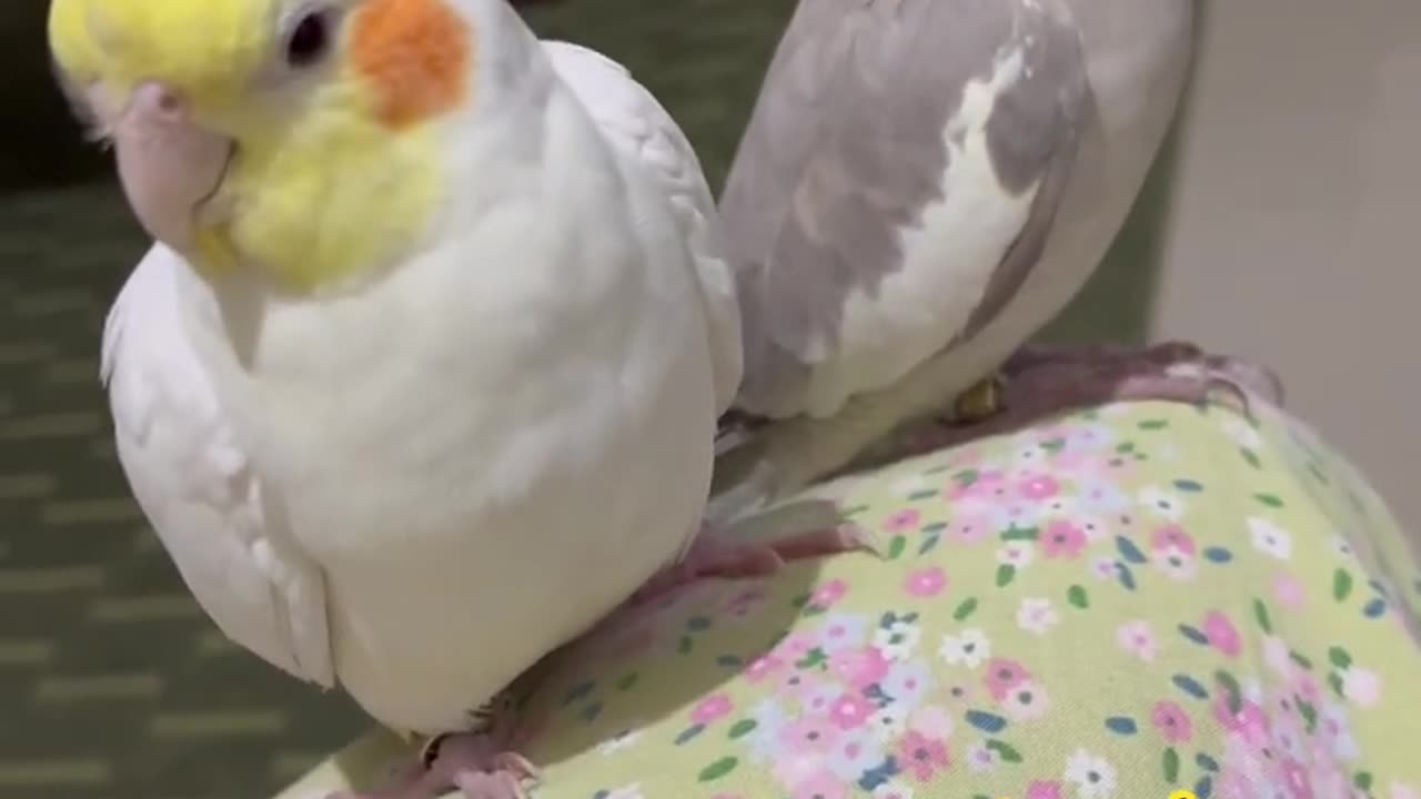 Funny cockatiel parrot bird, love story