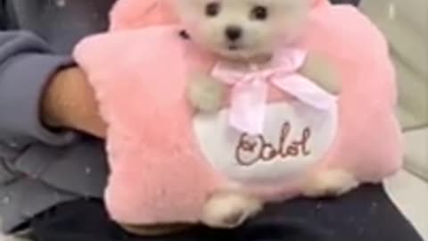 Cute and Funny Pomeranian Videos #Shorts