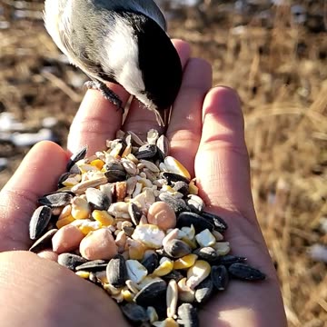 Feeding Bird