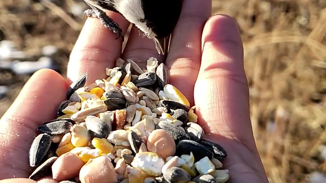 Feeding Bird