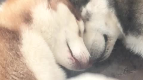 Huskies snuggle together in cutest possible way