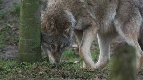 Wolf animal wildlife nature forest trees