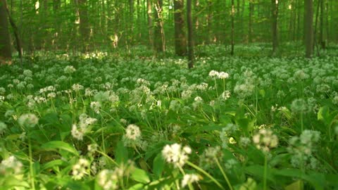 Forest floor