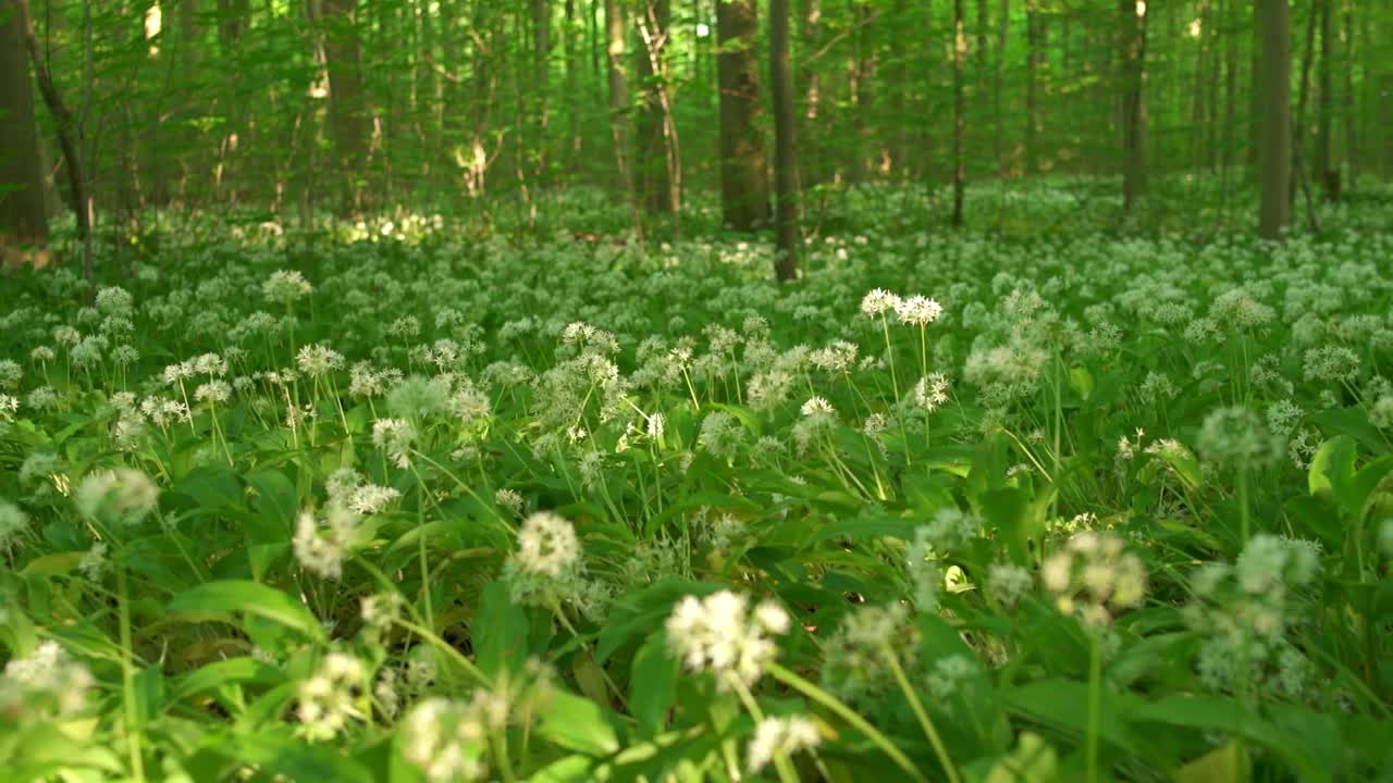 Forest floor