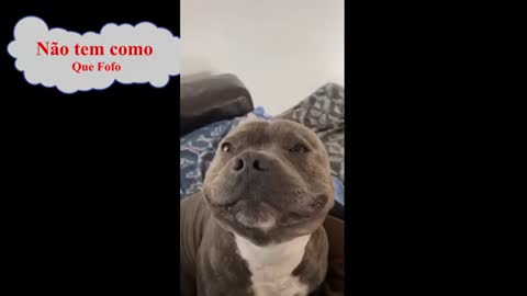 Cachorro divertido