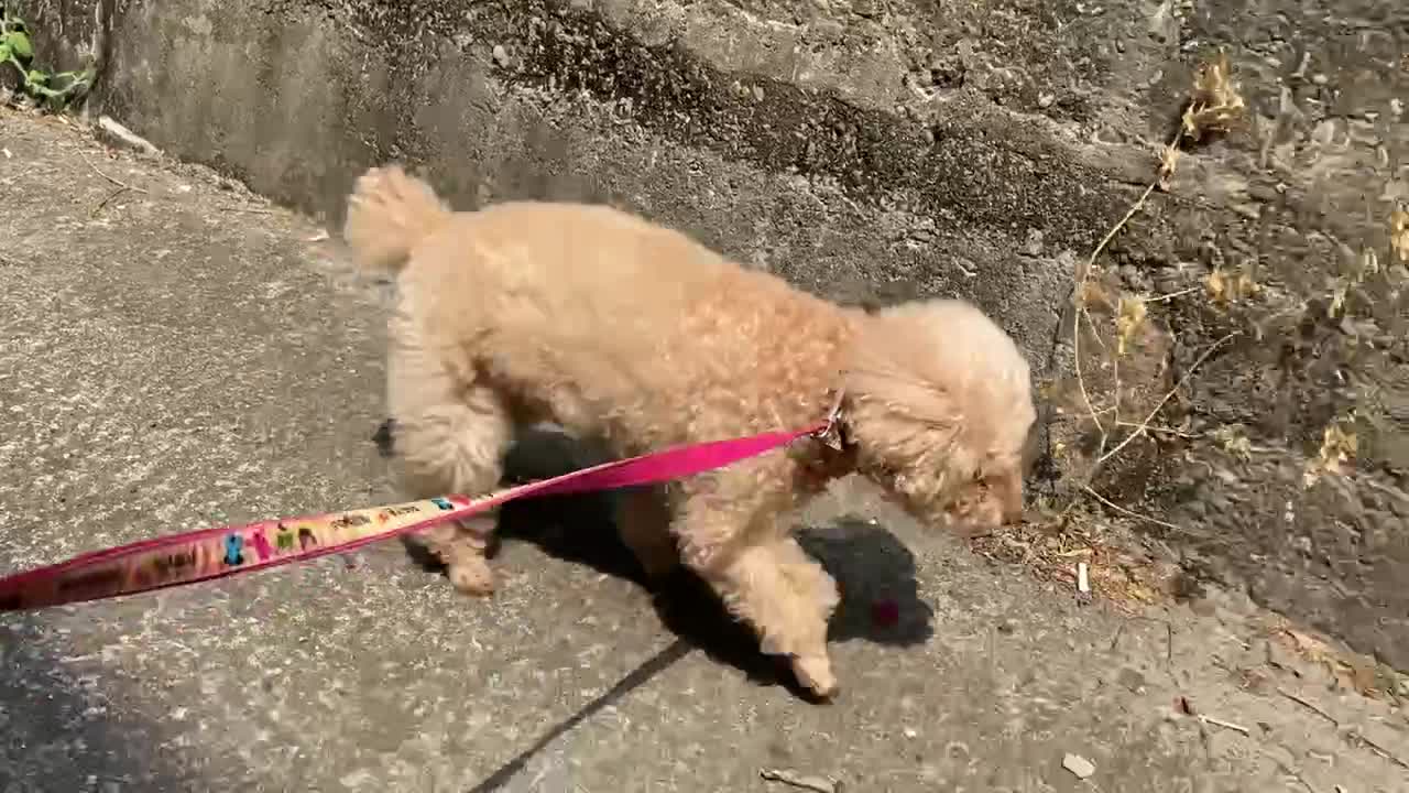 Walking dog