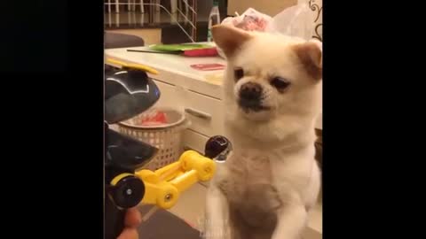 Watch these cats and dogs go crazy, Funny & Cut