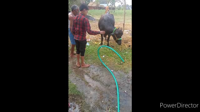 In water bath buffalo very nice video