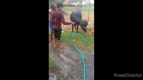 In water bath buffalo very nice video