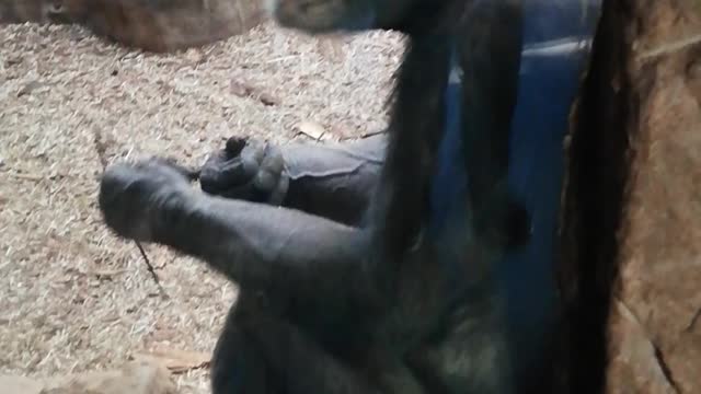 Funny chimpanzee decided to chat