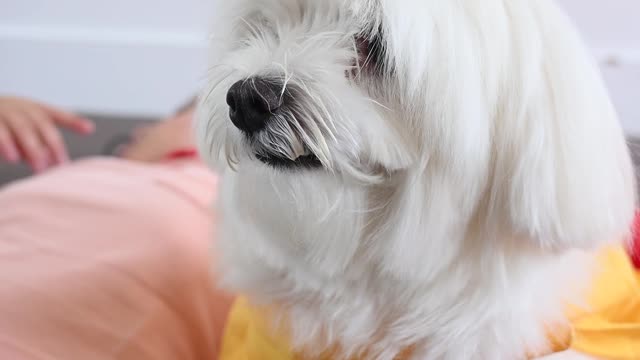Cute dog
