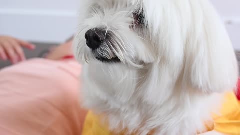 Cute dog