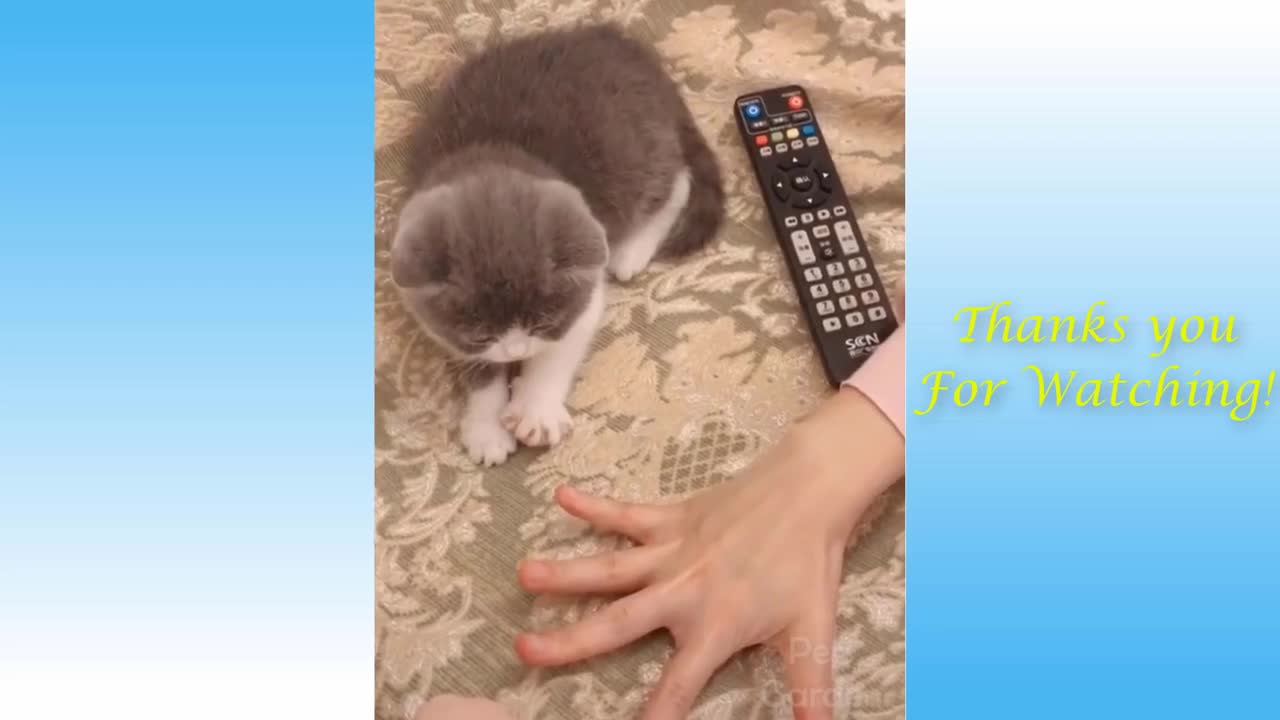 fun animal 1