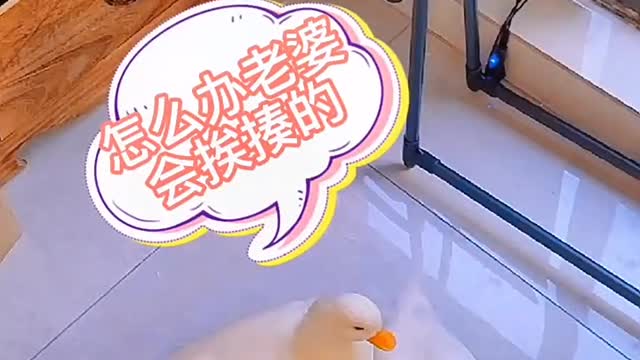House Pet Duck Daily Life Pt.18