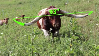 Iron Span - Texas Longhorn Herd Sire