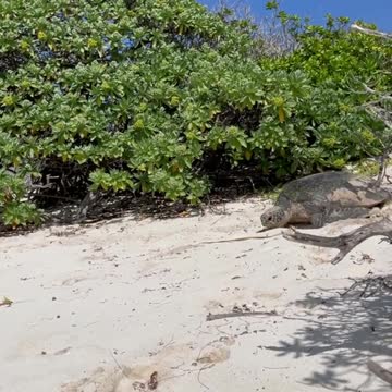 It is officially the nesting season for green and loggerhead sea turtles on Heron Island.