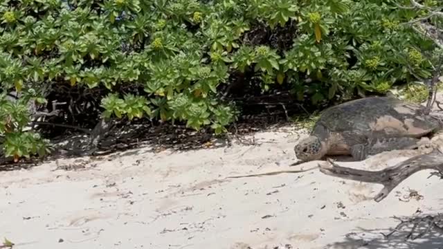 It is officially the nesting season for green and loggerhead sea turtles on Heron Island.