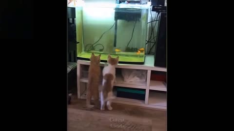 Adorable Pets And Funny Animals Compilation No: Eleven - Furry Friends Yard