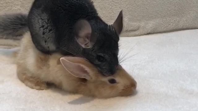 Chinchilla & Rabbit Love Affair