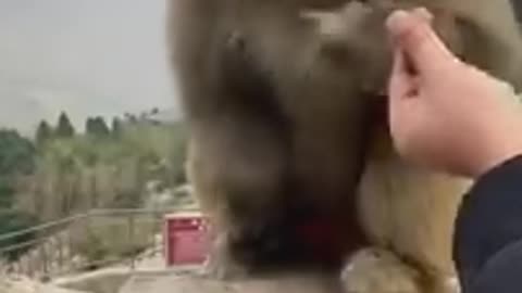 #shorts animal funny video# monkey