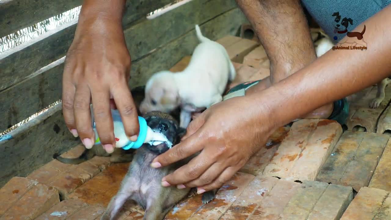 As a Routine, Give Milk to the Newborn Puppies @Animal Lifestyle