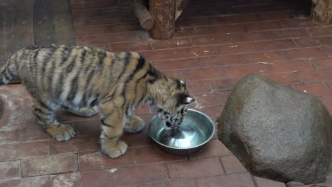 Zoo # 2 # Tiger