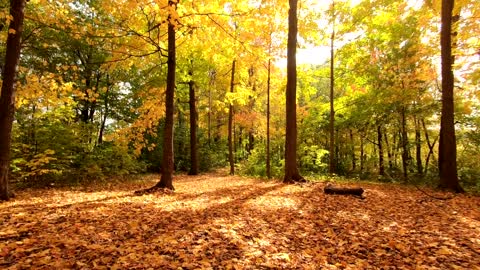 The Forest Ground Covered In Fallen Leaves