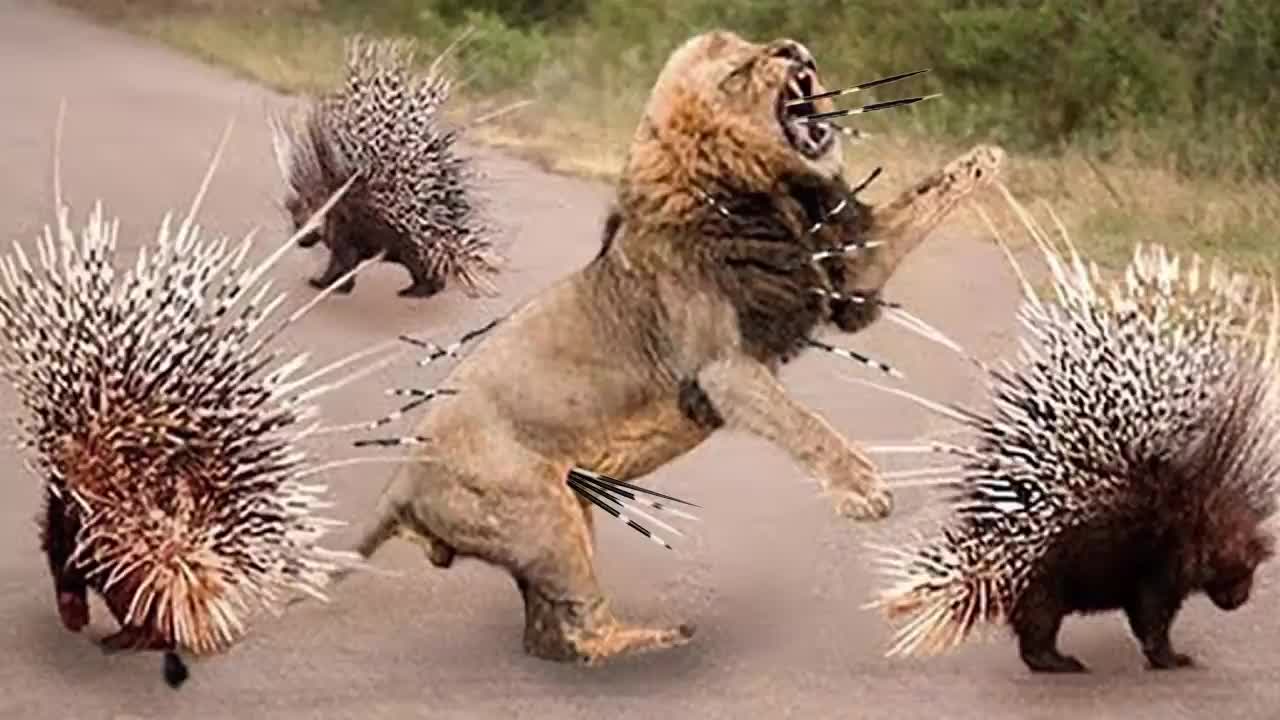 Top 10 Animals Can’t TAKE DOWN PORCUPINE Too Danger Porcupine vs Lion, Python, Leopard, Impala