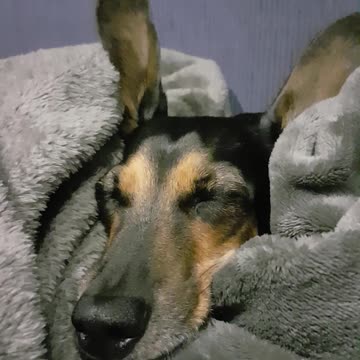 Dachshund falling asleep in an Earry way!! 🙄