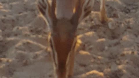 Baby deer in zoo