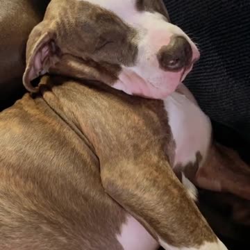 Someone come get duchess 🫠😮‍💨😳