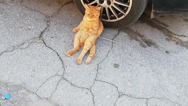 Garfield is resting