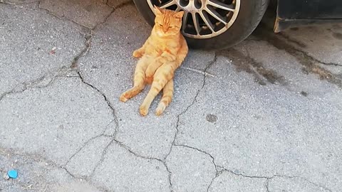 Garfield is resting